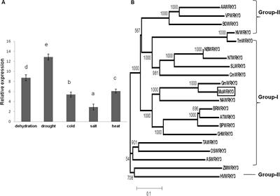 A Novel WRKY Transcription Factor, MuWRKY3 (Macrotyloma uniflorum Lam. Verdc.) Enhances Drought Stress Tolerance in Transgenic Groundnut (Arachis hypogaea L.) Plants